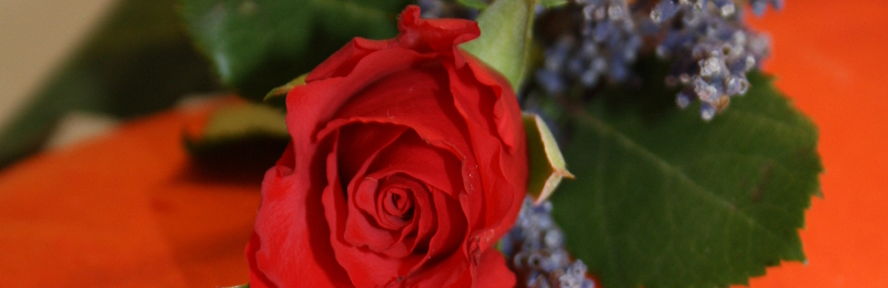 Sublime Massages by Jane Bungay Shrewsbury